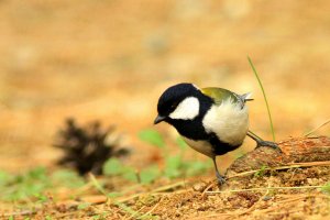 Great Tit