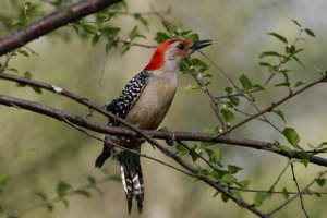 Red bellied Woodpecker, Male