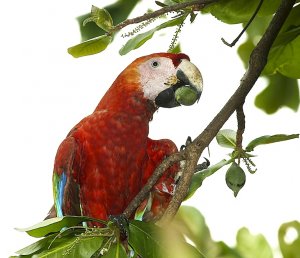 Scarlet Macaw with Almond