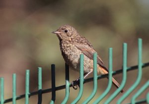 Juvenile Common Redstart