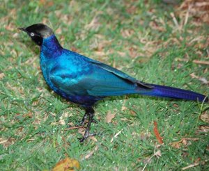 RUPPELL'S LONG TAILED STARLING