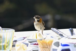 Rufous-collared Sparrow