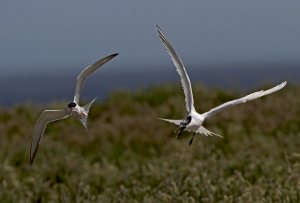 Arctic and Sanwich Tern