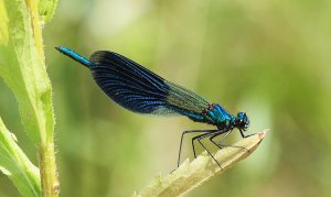 Banded Demoiselle