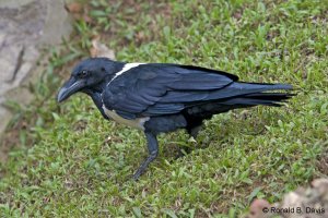 Pied Crow UGANDA SER