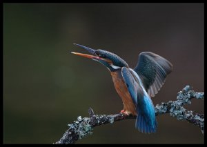 Kingfisher