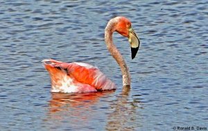 Greater Flamingo GALAP SER