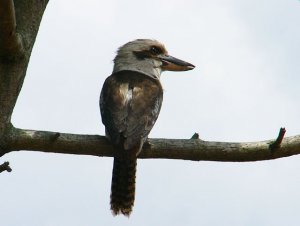 Laughing Kookaburra