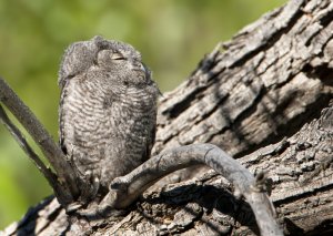 Wester Screech Owl ( fledgeling )