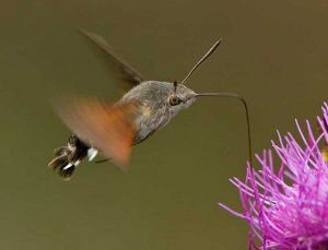 Hummingbird Hawk-moth