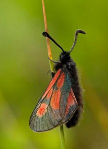 Scots Burnet