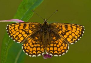 Heath Fritillary