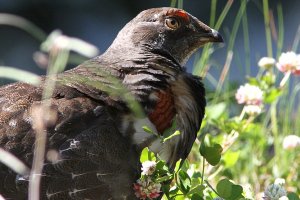 Blue Grouse (M)