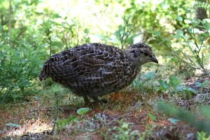 Blue Grouse chick