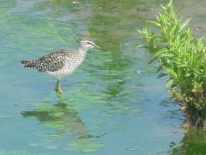 Wood Sandpiper