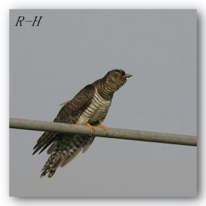 Common Cuckoo