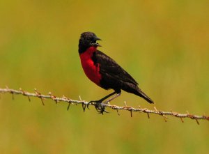 Red-breasted Blackbird Male