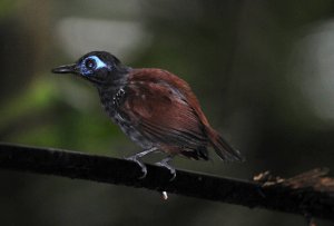 Chestnut-backed Antbird-Male