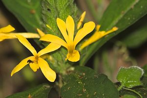 Giant Yellow Shrimp Plant