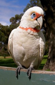 Long-billed Corella (Cacatua tenuirostris)