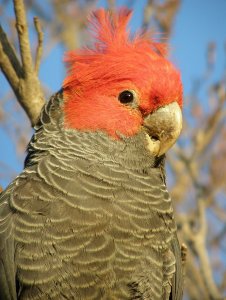 Gang Gang Cockatoo (Callocephalon fimbriatum)