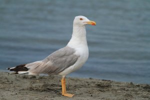 Yellow-legged Gull