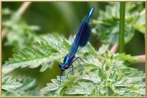 Banded Demoiselle