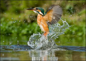 Kingfisher Eruption