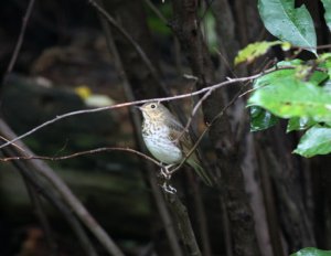 Swainson's Thrush