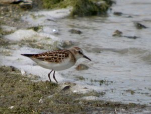 Little Stint