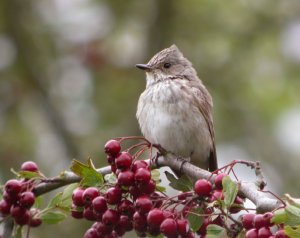 Spotted Flycatcher