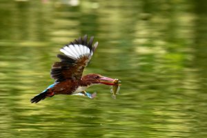 White-throated Kingfisher