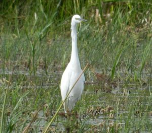 Little Egret, Rainham Marshes, UK