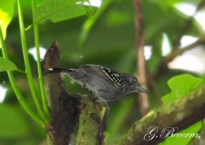 Western Slaty  Antshrike