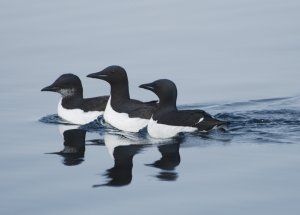 Brunnich's Guillemot - Penguins of the North