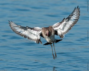 Blackwit landing