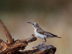 Black Honeyeater