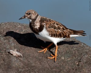 Turnstone