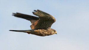 Female Kestrel