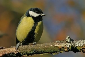 Male Great Tit