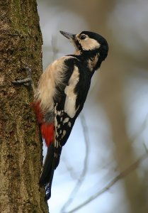 Great Spotted Woodpecker