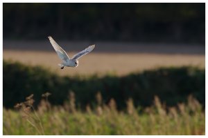 Barn Owl