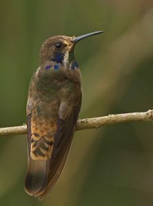 Brown Violetear