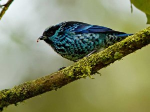 Beryl-spangled Tanager