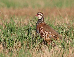 Red Legged Partridge