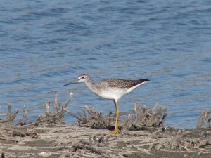 Greater Yellowlegs