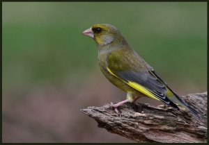 Greenfinch