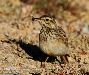 Juvenile African Pipit