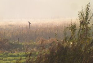 Marsh Harrier