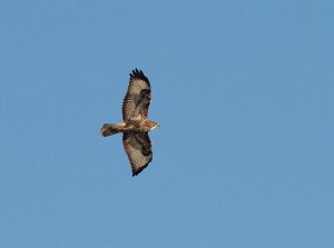 Common Buzzard